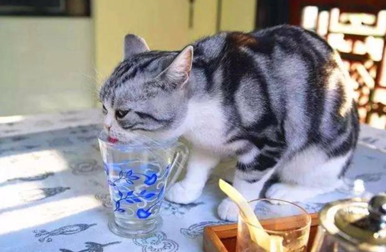 猫可以喝可乐吗有毒吗，为什么，可以喝什么饮料