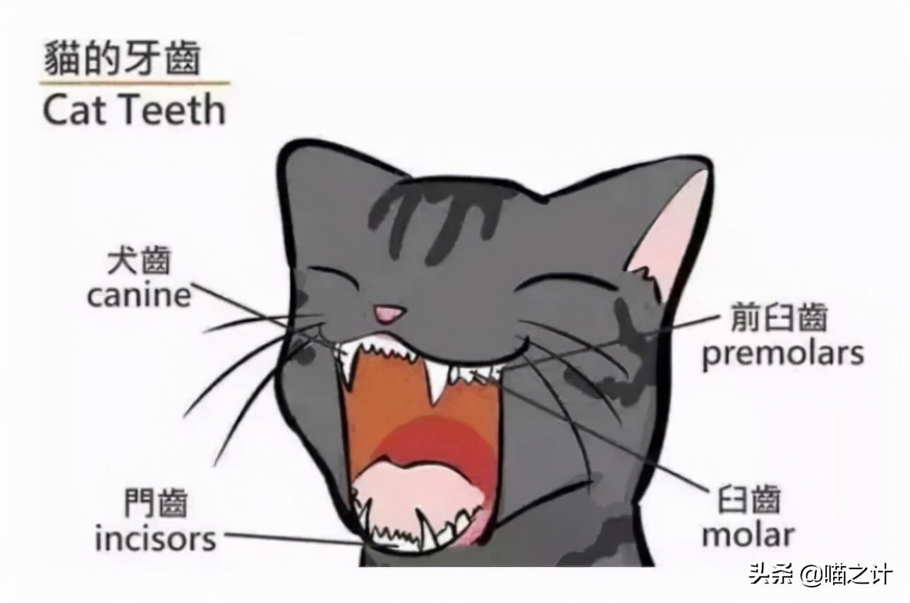 猫咪口臭怎么治最有效的方法,什么原因怎么解决（专业护理技巧分享）