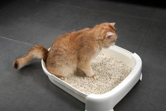 如何教猫咪使用猫砂？从基本开始学起（猫咪厕所培训）