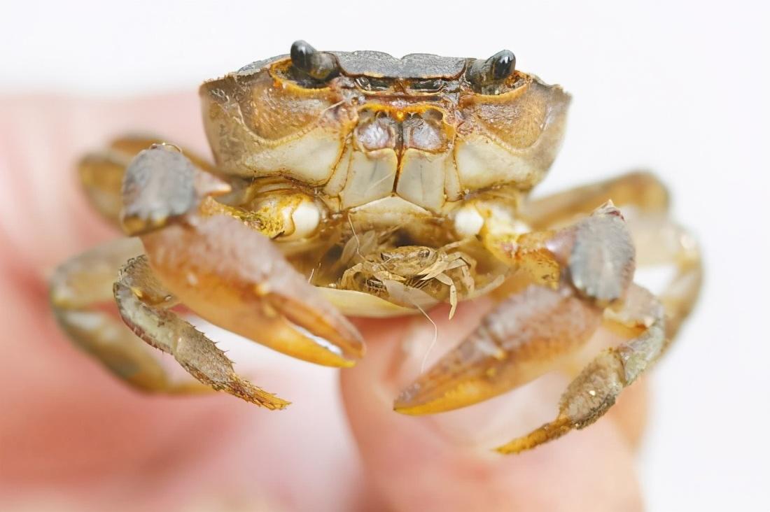 小螃蟹吃什么食物好养活,迷你世界小螃蟹怎么养