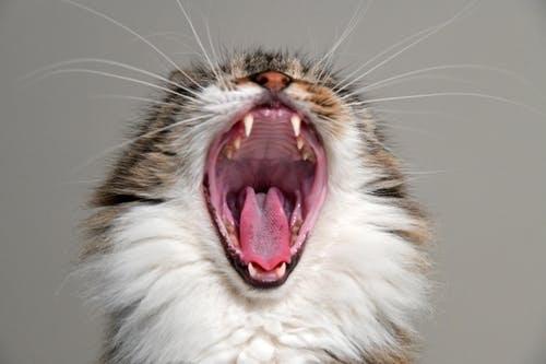 小猫一般是几个月可以换完牙,一岁换牙正常吗（了解小猫生长发育）