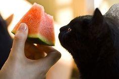 布偶猫可以吃芒果吗（了解猫咪对水果的消化能力）