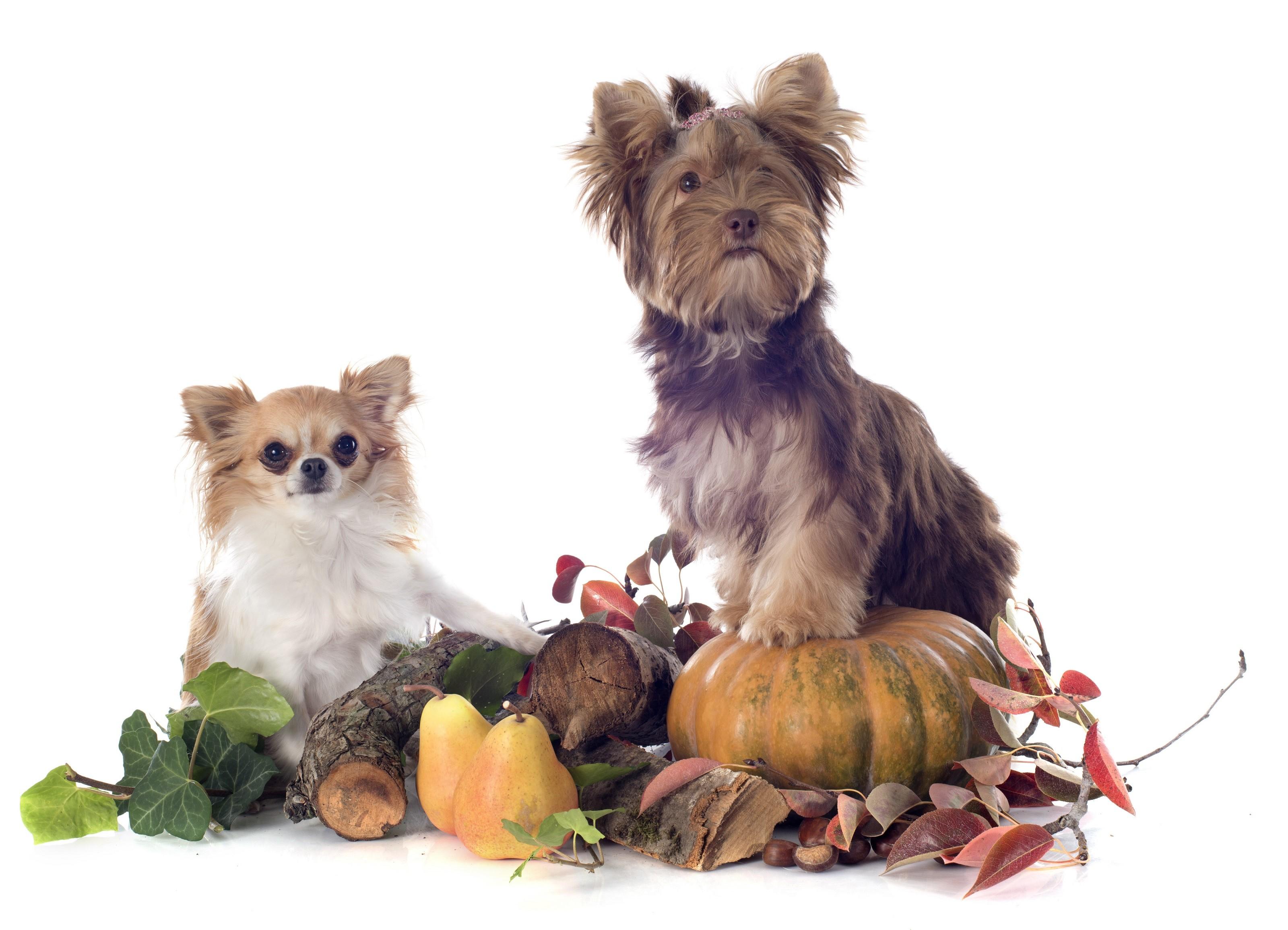 狗子吃了一颗葡萄会怎么样，狗狗吃什么水果比较好