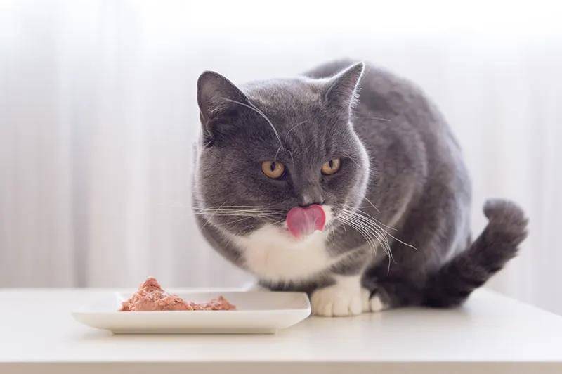 一个多月的猫能吃饭吗,猫能吃粥吗（了解猫对人类食物的反应）