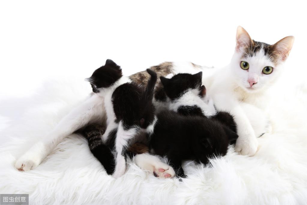 猫咪怀孕多少天生产,怀孕挤出奶后多久生,母猫产前需要准备什么