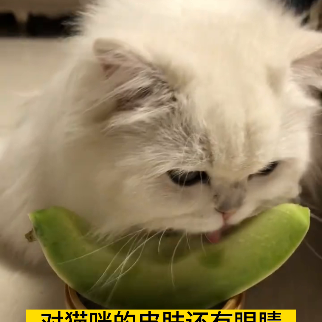 猫能吃火龙果吗？(了解猫咪与水果的关系)