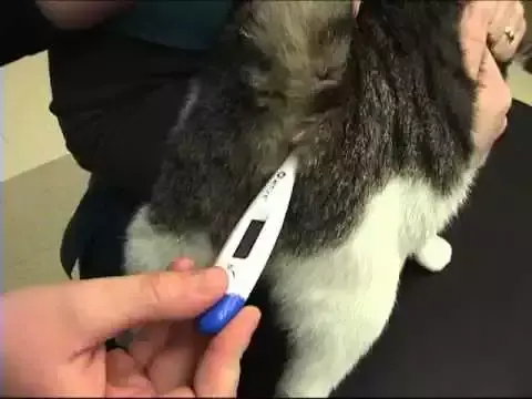 如何判断猫咪是否发烧？没有体温计怎么办？(猫咪常见疾病预防与治疗)