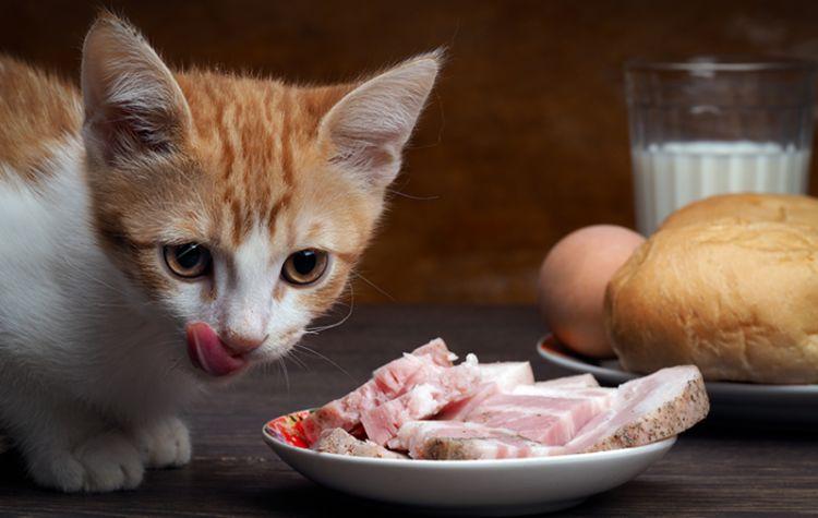 猫可以吃葡萄吗，破解喵星人的饮食谣言(喂养常识)