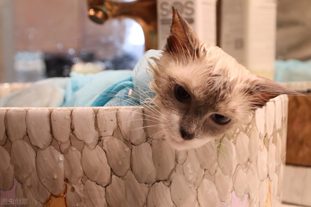 给猫洗澡用人的沐浴露可以吗？（揭秘人用洗护用品对宠物造成的影响）