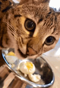 幼猫可以吃什么？(了解幼猫饮食需求指南)
