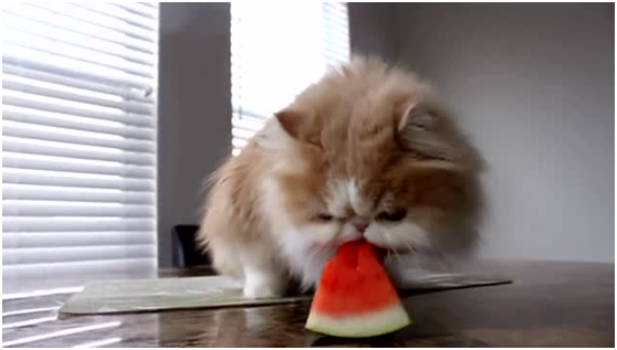 猫可以吃什么蔬菜水果，可以吃橘子吗，最爱吃的10种水果
