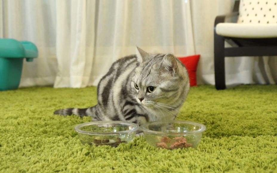 小猫吃鱼会被鱼刺卡吗,小猫吃鱼会被鱼刺卡吗（了解猫咪食物安全问题）