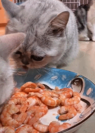 猫能吃玉米吗蒸熟的（探讨猫吃玉米的好处和适宜饲料）