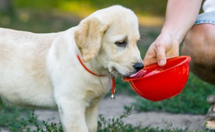 如何催尿的十种方法，狗狗催尿最快速方法，利小便按摩哪里