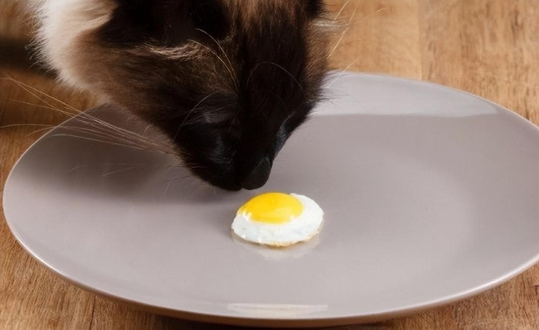 猫可以吃熟的蛋白吗为什么（喂食猫咪需注意食材）