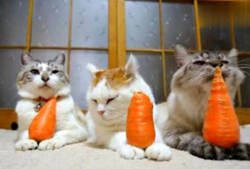 猫咪可以吃红薯吗熟的？（教你正确处理宠物食品中的淀粉类食品）