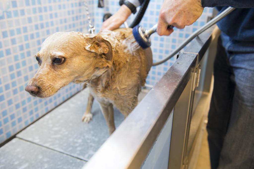 小狗洗澡要注意哪些事项，给狗洗澡可以用人用的沐浴露吗