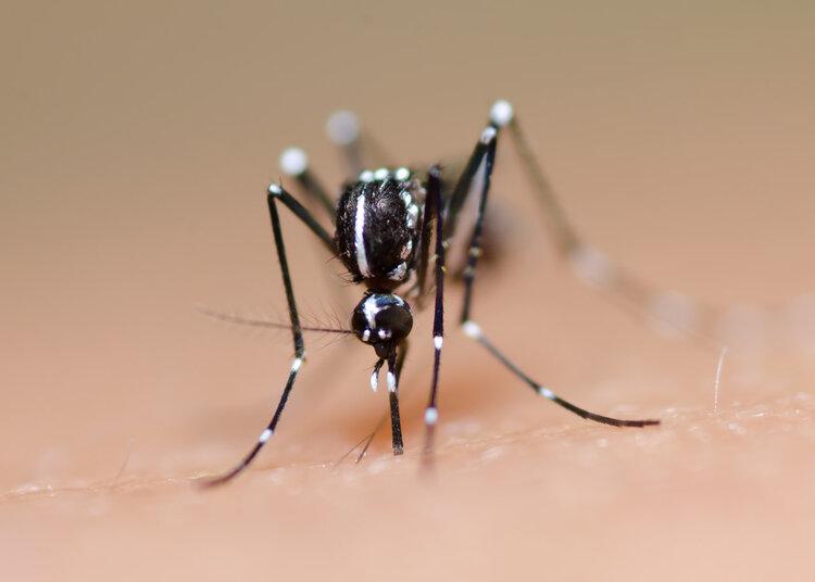 蚊子灭绝了世界会怎样，国家为什么不让蚊子灭绝