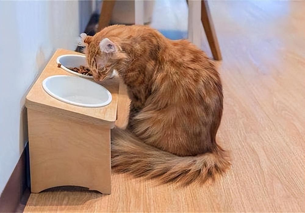 小猫的餐食应该包括哪些？（爱猫人士必看，让你的小猫健康成长）