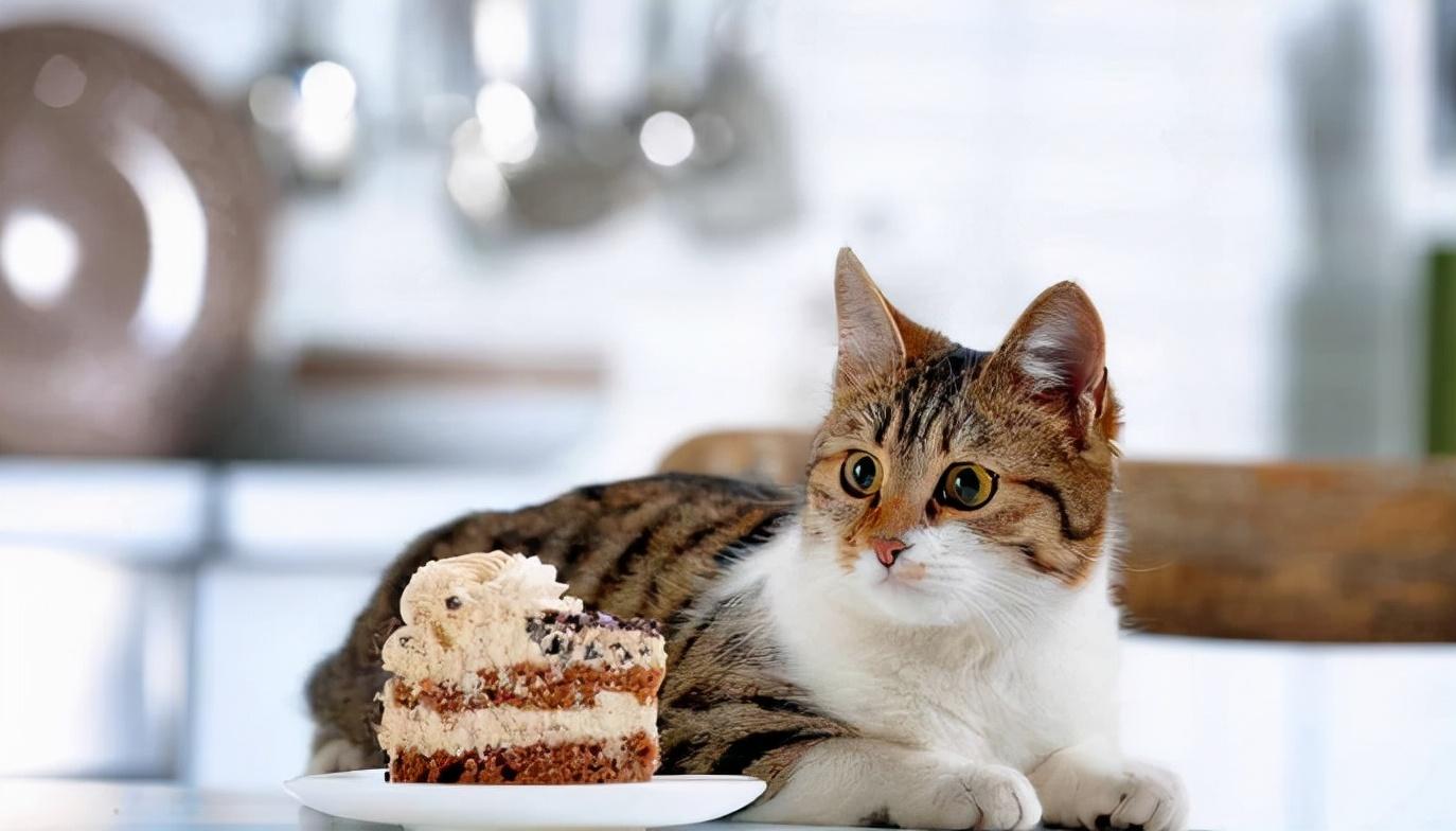 猫可以吃蛋糕吗，可以吃奶油吗，猫咪不能吃的食物表格