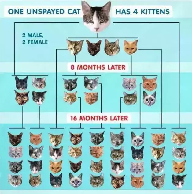 知道猫能生几只小猫，助你正确照顾宠物（猫咪每胎平均能生几只小猫？）