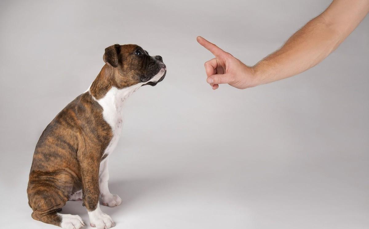 狗狗怎么训练才听话，狗狗多大可以训练指令