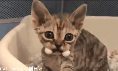 猫咪吃猫砂怎么纠正,怎么办小妙招,（解决猫咪便盆问题）