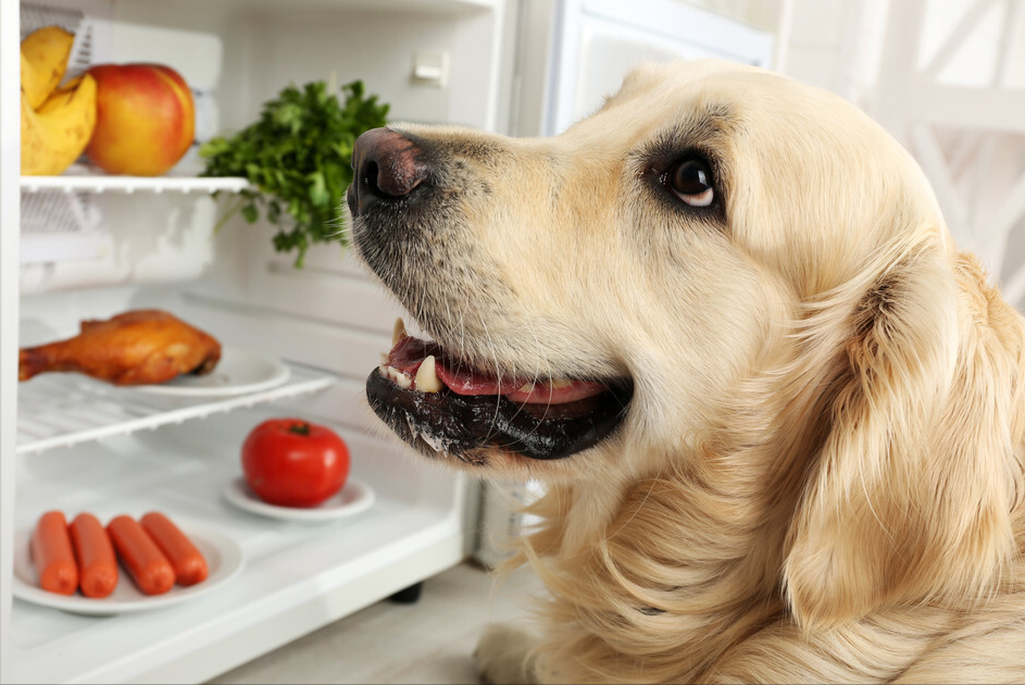 狗狗能吃饼干吗幼犬可以吃吗,可以给狗狗吃什么