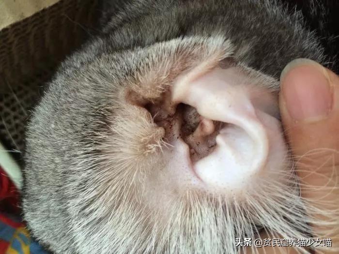 猫耳朵里的黑色脏东西是什么?（解答猫耳朵内的黑色物质是什么）