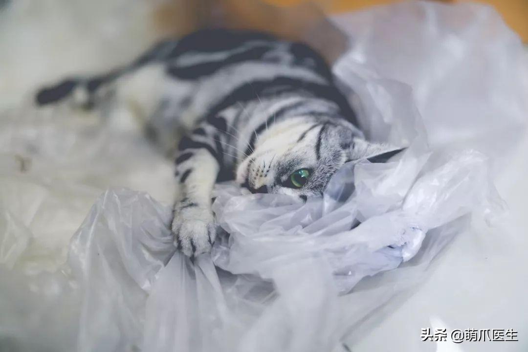 猫喜欢舔塑料袋是怎么回事？了解猫咪喜好探索（猫咪喜好习性）