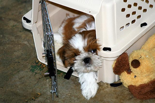 幼犬在笼子里一直叫要不要管,幼犬如何正确笼养方法