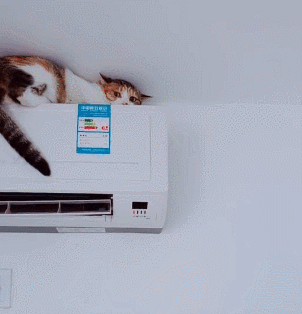 猫会热死吗夏天，用不用开空调，猫能抵挡多少度