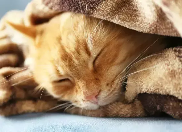 如何判断猫咪是否发烧？没有体温计怎么办？(猫咪常见疾病预防与治疗)