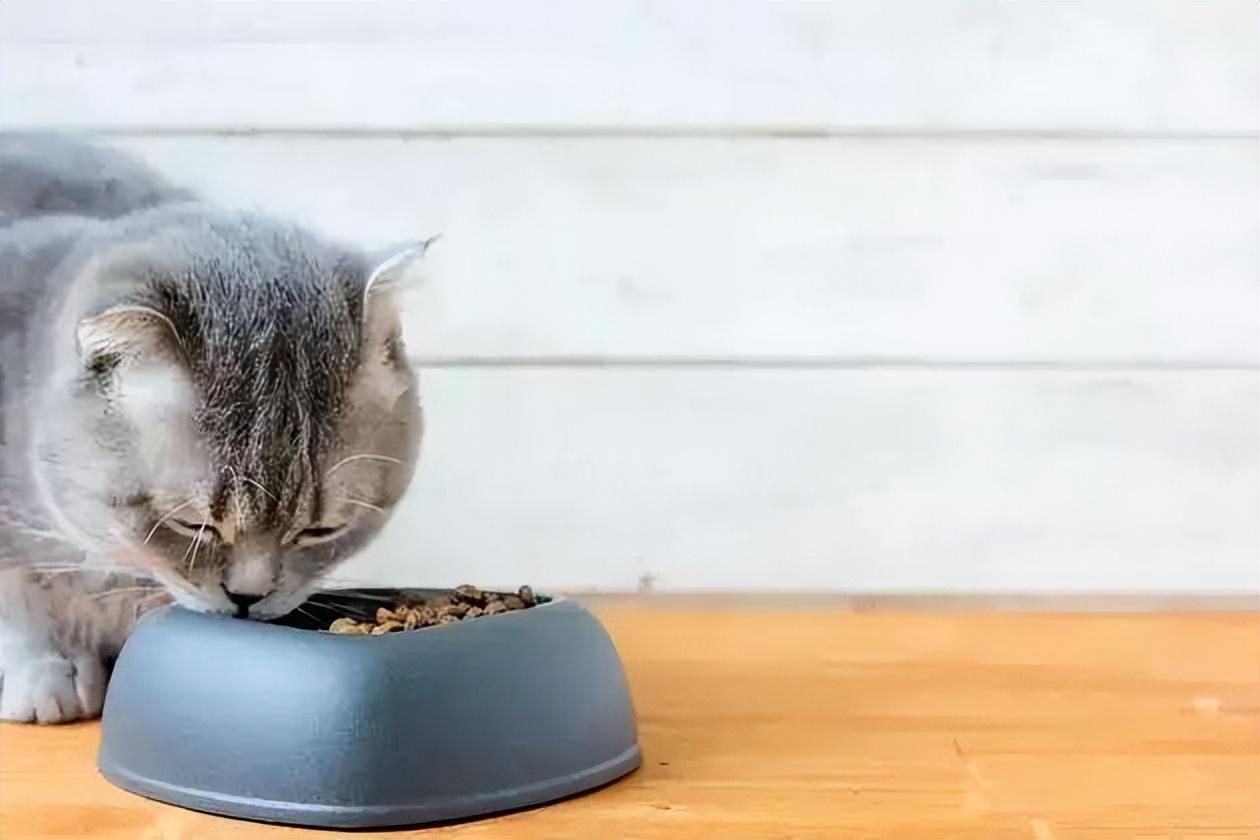 一个多月的猫能吃饭吗,猫能吃粥吗（了解猫对人类食物的反应）
