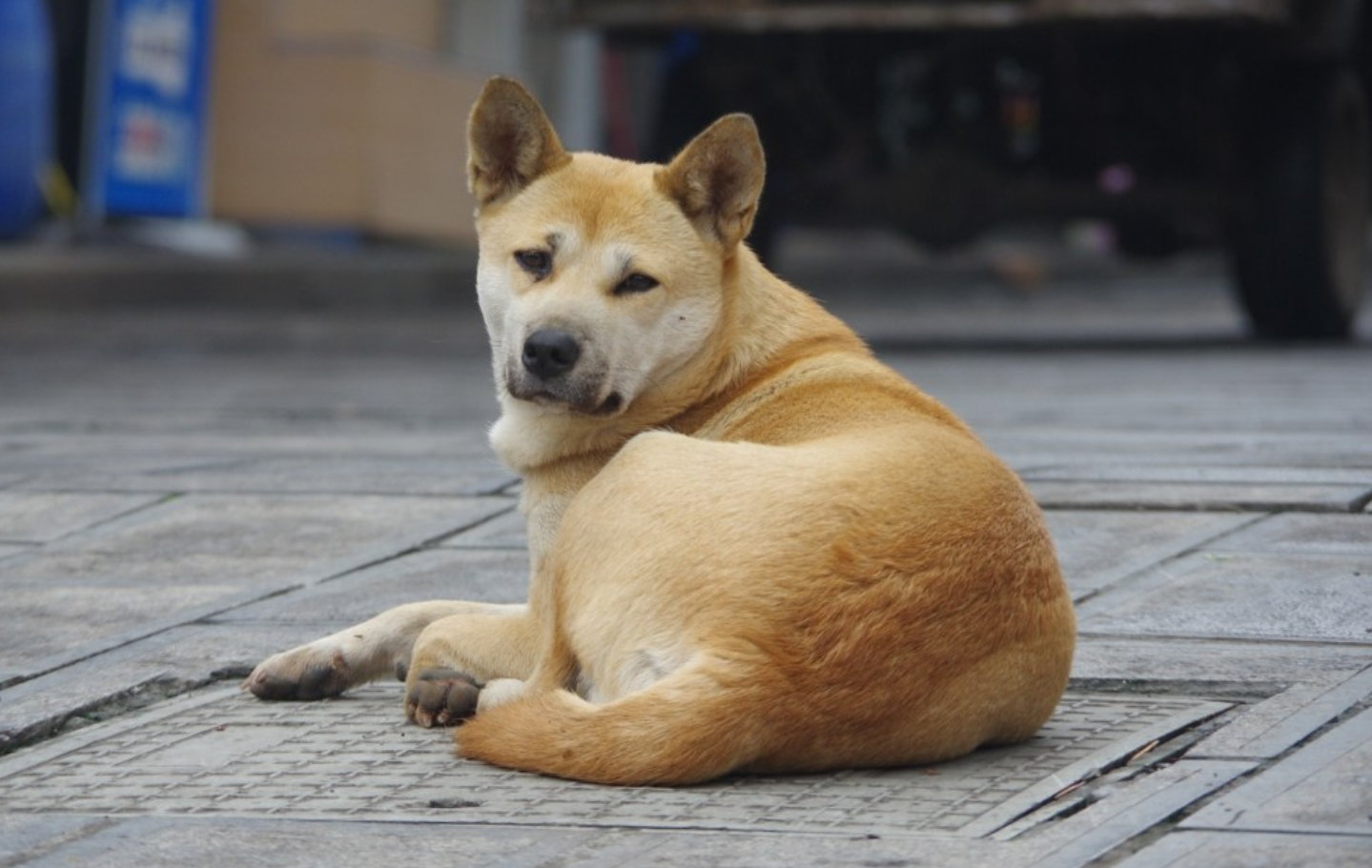 小狗的外形特点和生活特征，中华田园犬品种大全图片名字