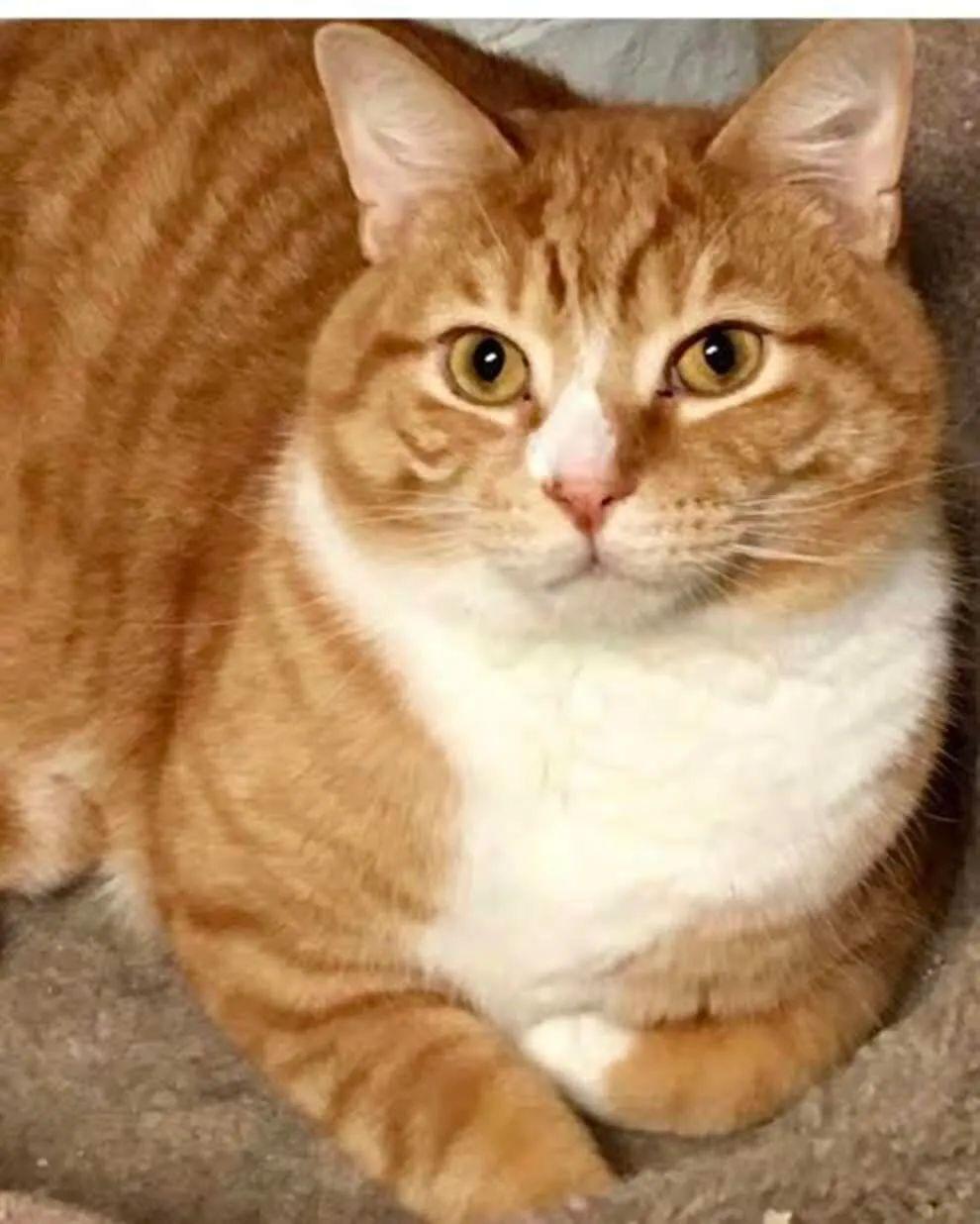 橘白猫是什么品种图片，一般多少钱一只，橘猫为啥特别亲人