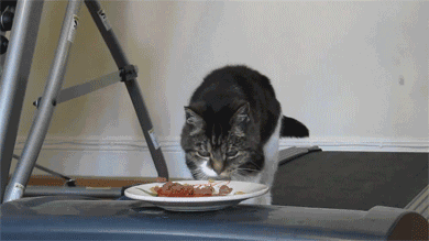 猫能吃玉米吗蒸熟的（探讨猫吃玉米的好处和适宜饲料）