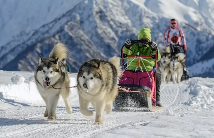 雪橇犬有几种，为什么不会摔倒，雪橇三傻是哪三种狗