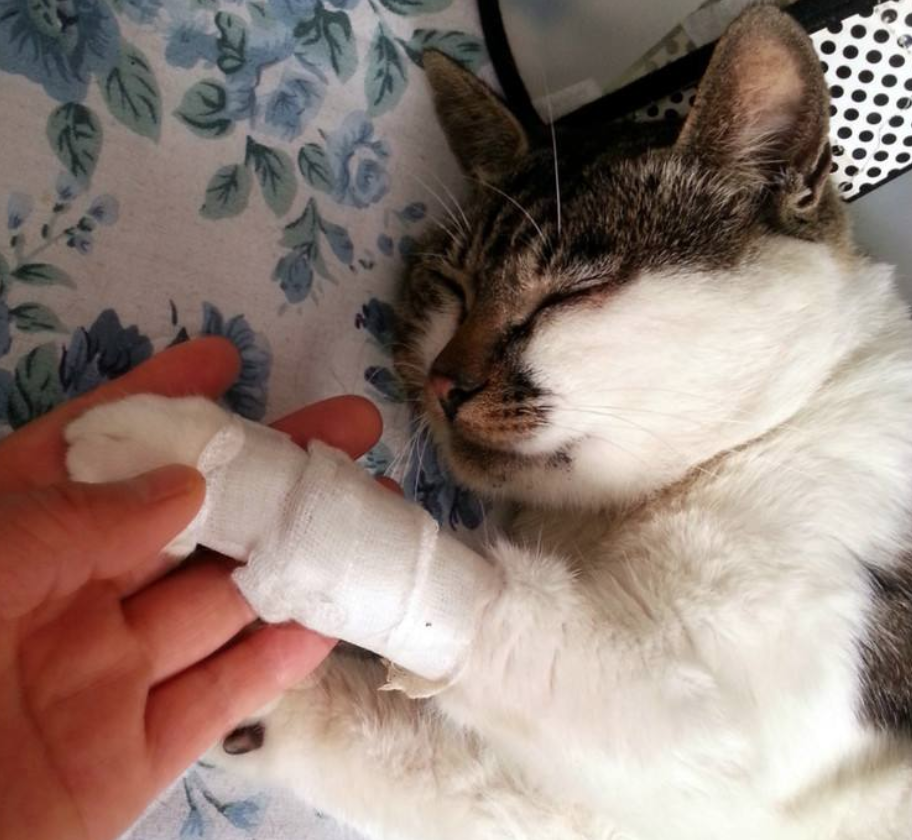宠物猫剪指甲出血了怎么办，能自己痊愈吗，剪指甲好吗，猫咪急救方法