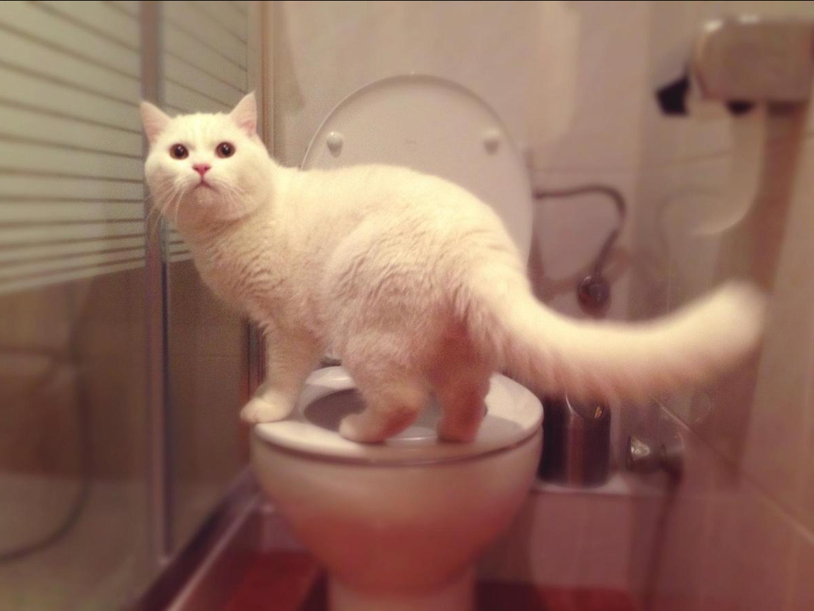 猫一天应该尿几次才算正常？(了解猫咪排尿需求及注意事项)