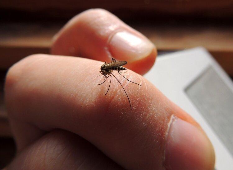 蚊子灭绝了世界会怎样，国家为什么不让蚊子灭绝