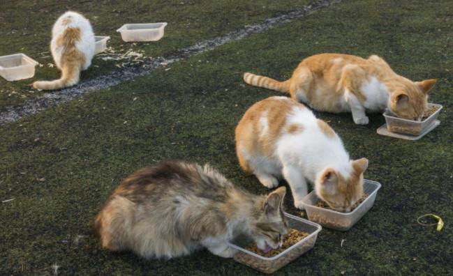 未拆封的猫粮过期了还能吃吗，过期的狗粮怎么处理