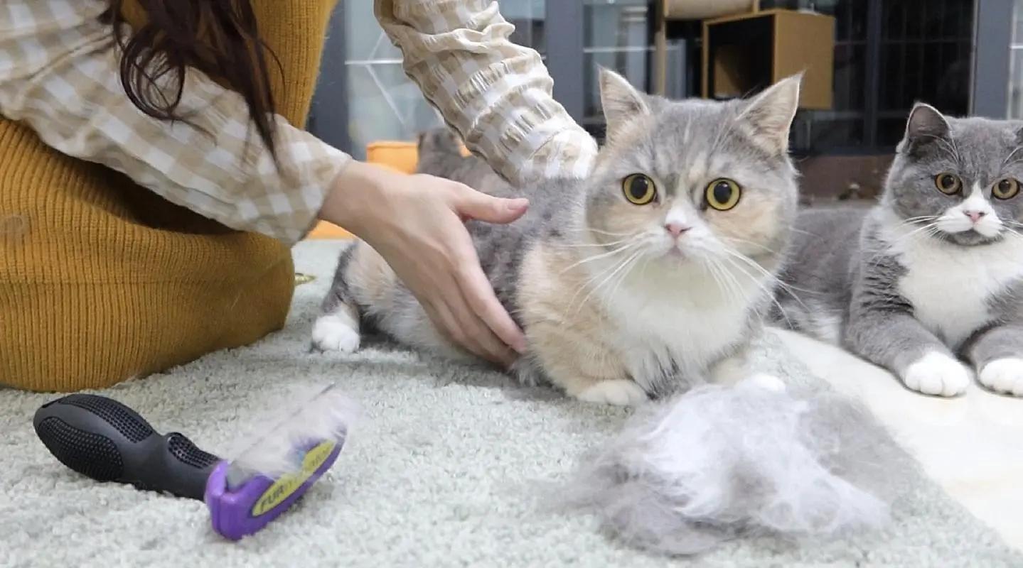 猫脱毛很严重是什么原因,猫脱毛有什么好办法（如何帮猫咪减少脱毛）