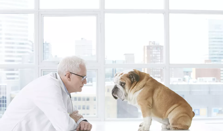 狗狗球虫病有什么症状和表现,狗狗常见疾病及处理方法有哪些