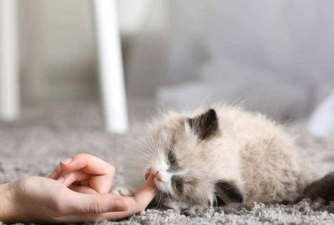 猫喜欢咬人手是为什么,怎么改正,是什么原因,为什么猫摸爽了会咬人