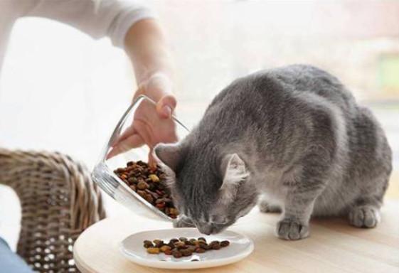 未拆封的猫粮过期了还能吃吗，过期的狗粮怎么处理