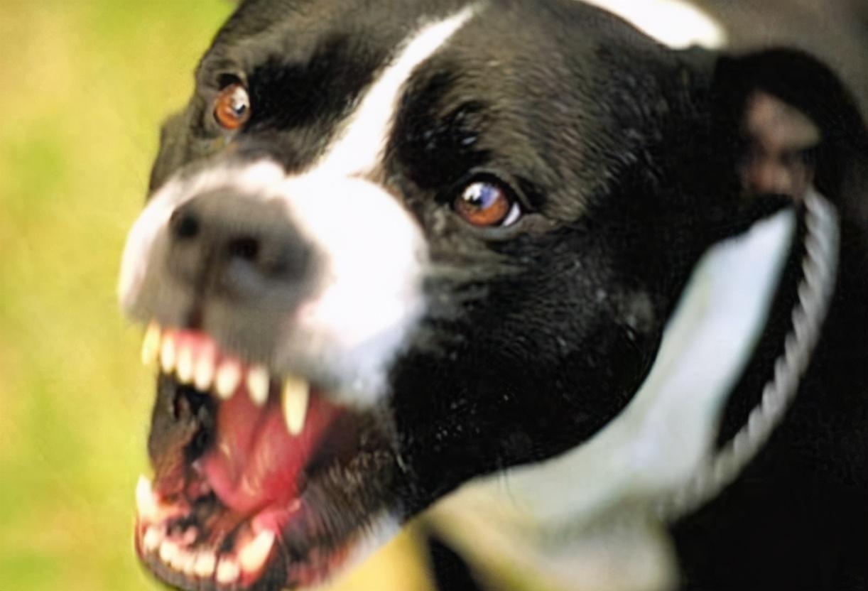 狗吐舌头喘气是怎么回事,异常兴奋,狗为什么总伸着舌头喘气