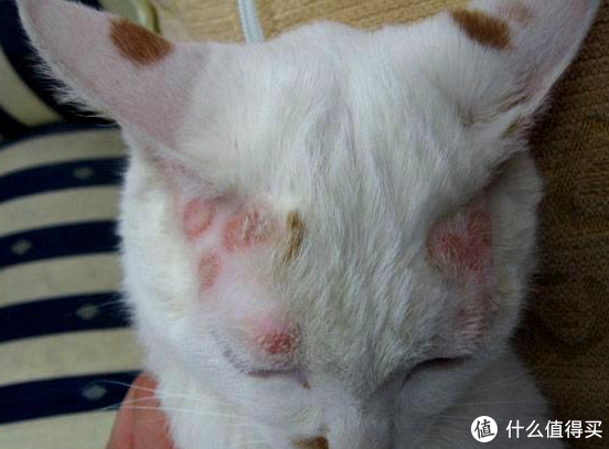 三种常见的猫咪皮肤病图，快来了解治疗方法吧（图解猫咪皮肤病）。