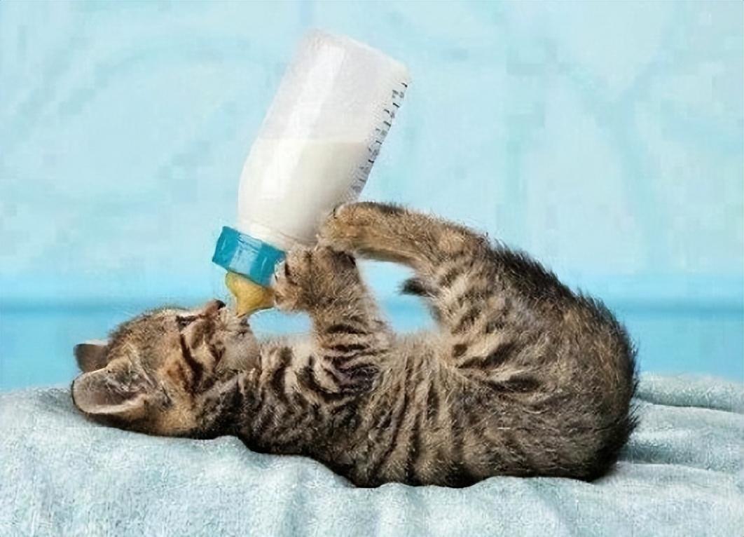 刚出生的小猫不吃奶多久会饿死？（教您如何喂养刚出生的小猫）