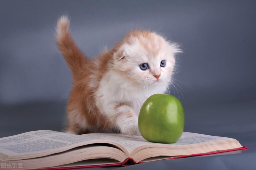 猫咪可以吃甜瓜吗有毒吗，为什么，可以吃什么水果
